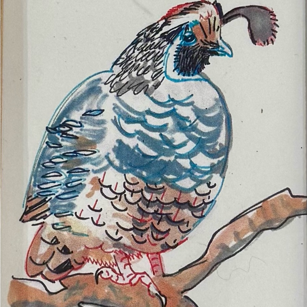 California Quail by Marleigh